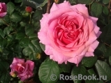 Princess Alexandra of Kent Princess Alexandra of Kent