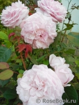 Olivia Rose Austin Olivia Rose Austin