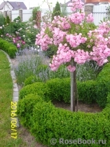 Heavenly Pink Heavenly Pink
