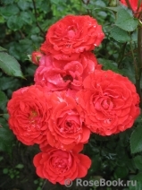 Zwergenfee 09