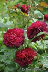 Darcey Bussell Darcey Bussell