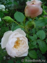 Desdemona Desdemona