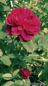 Darcey Bussell Darcey Bussell