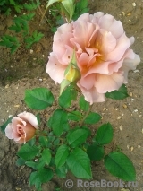 Julia's Rose Julia's Rose