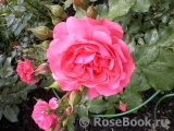 Rosarium Uetersen Rosarium Uetersen