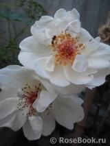 Jacqueline du Pre Jacqueline du Pre