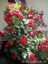 Scarlet Meillandecor Scarlet Meillandecor