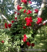 Scarlet Meillandecor Scarlet Meillandecor