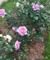 La Rose du Petit Prince La Rose du Petit Prince