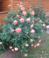 Lady of Shalott Lady of Shalott