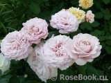 Kordes' Rosenfaszination ® Kordes' Rosenfaszination ®