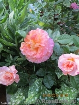 Augusta Luise Augusta Luise