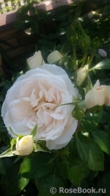 Lions Rose Lions Rose