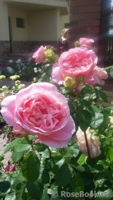 Abraham Darby Abraham Darby