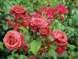 Terracotta ® Terracotta ®