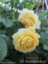 Golden Celebration® Golden Celebration®