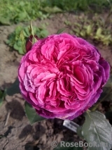 Falstaff® Falstaff®