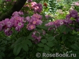 Perennial Blue Perennial Blue