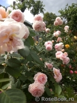 A Shropshire Lad A Shropshire Lad