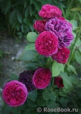 Falstaff® Falstaff®