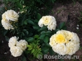 Golden Border Golden Border