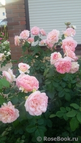 Abraham Darby Abraham Darby