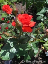 Spath`s Jubilaum Spath`s Jubilaum