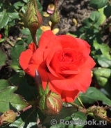 Spath`s Jubilaum Spath`s Jubilaum
