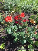 Spath`s Jubilaum Spath`s Jubilaum