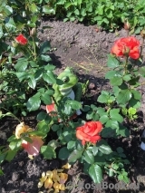 Spath`s Jubilaum Spath`s Jubilaum