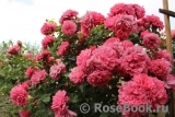 Rosarium Uetersen Rosarium Uetersen