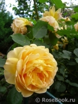 Golden Celebration® Golden Celebration®