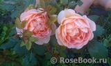 Lady of Shalott Lady of Shalott