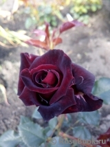 Black Baccara Black Baccara
