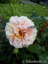 Abraham Darby Abraham Darby