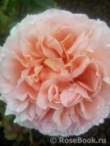 Abraham Darby Abraham Darby