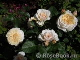English Garden® English Garden®