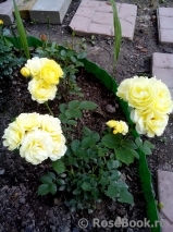 Golden Border Golden Border