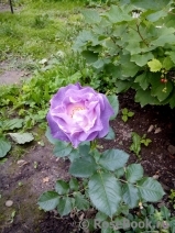 Blue for You Blue for You