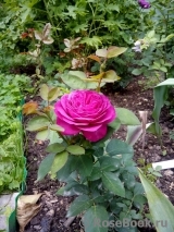 Heidi Klum Rose Heidi Klum Rose