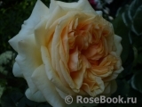 Apricot Sky ® Apricot Sky ®