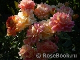 Rose des Cisterciens Rose des Cisterciens