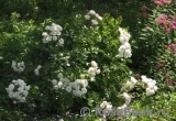Annelies Annelies