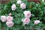 Hans Gonewein Rose Hans Gonewein Rose