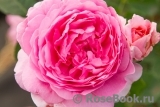 Princess Alexandra of Kent Princess Alexandra of Kent