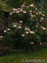 A Shropshire Lad A Shropshire Lad