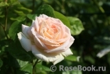 Madame Anisette ® Madame Anisette ®