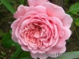 Princess Alexandra of Kent Princess Alexandra of Kent