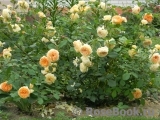 Crown Princess Margareta®