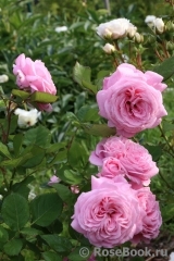 Rosengräfin Marie Henriette Rosengräfin Marie Henriette